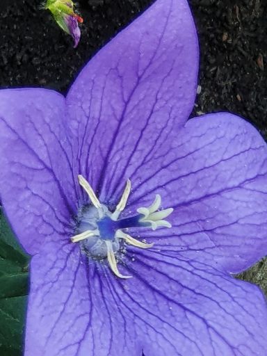 A beautiful closeup of the inside pistil of a purple balloon flower