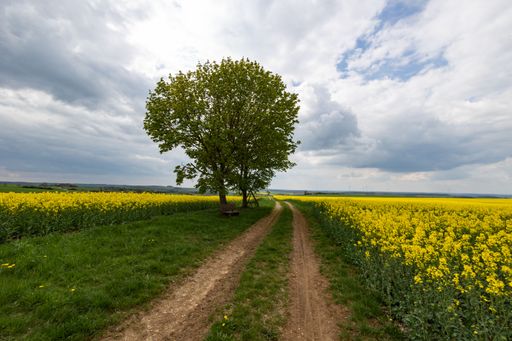 A beautiful view of a spring landscape with blooming flower fields on a sunny day with a cloudy blue sky