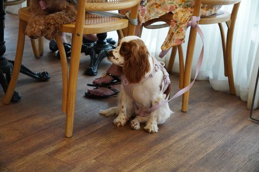 A closeup shot of an English Cocker Spaniel at home