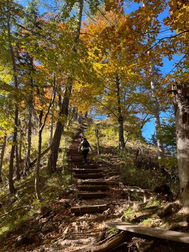 Vertical shot of a person going up wooden steps in nature with trees on a sunny day during autumn time