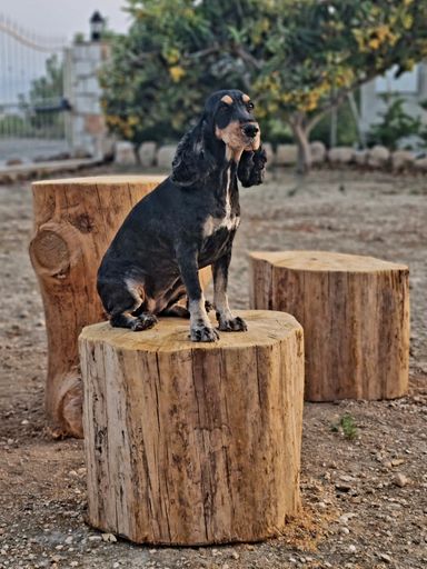 A black English Cocker Spaniel sitting on a tree stump