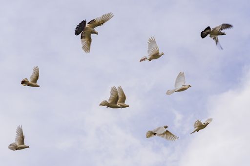 White decorative doves in a flock flying against a cloudy summer sky. The coast of pigeons.