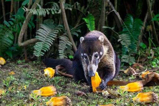 Close up of a coati eating fruits, green ferns in the background. In mistico arenal hanging bridges park alajuela province la fortuna, costa rica