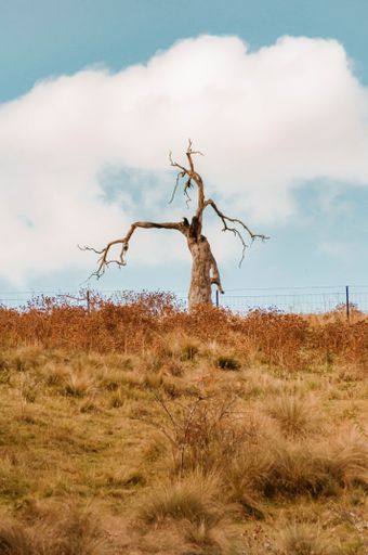 A vertical shot of a tree with bare branches in a rural area in blue sky background
