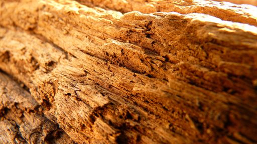 A closeup shot of texture of a weathered wood