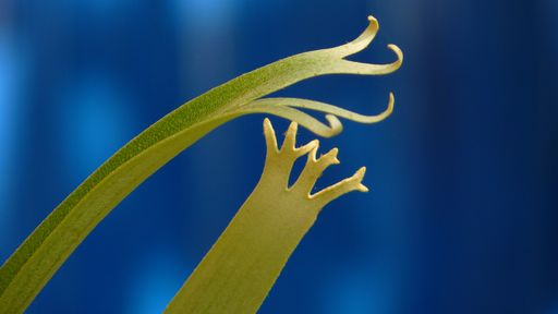 A horizontal closeup shot of a green plant  on a plain blue background