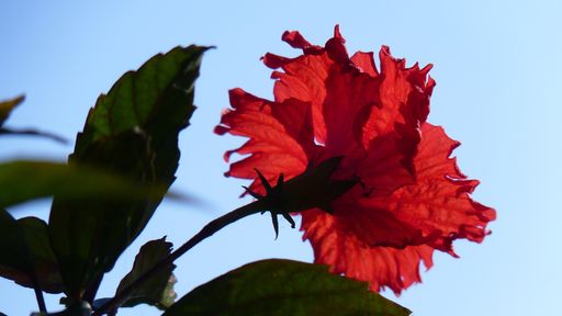 A closeup shot of a red Hawaiian hibiscus flower