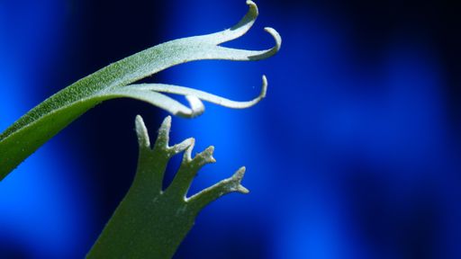 A horizontal closeup shot of a green plant  on a blue background