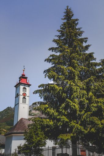 A vertical shot of a green fir tree near a high building under the beautiful clear sky
