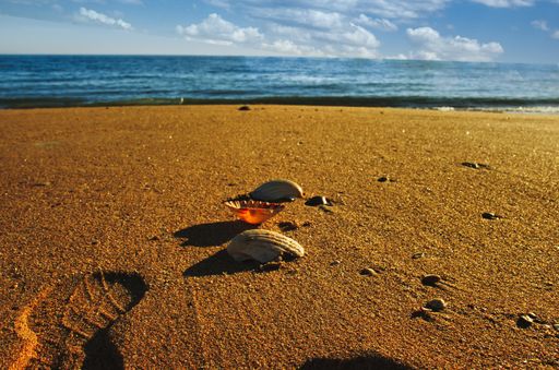 A closeup shot of seashells on a sandy beach under the sunlight