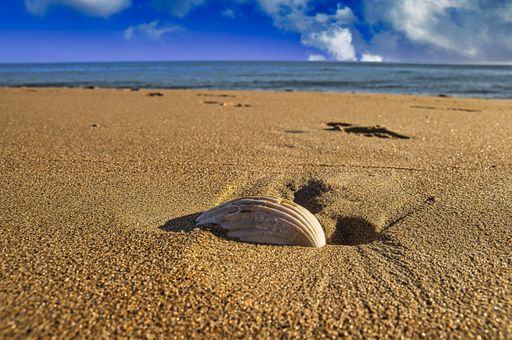 A closeup shot of a seashell on a sandy beach under the sunlight