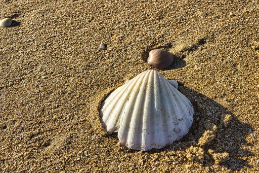 A closeup shot of a seashell on a sandy beach under the sunlight