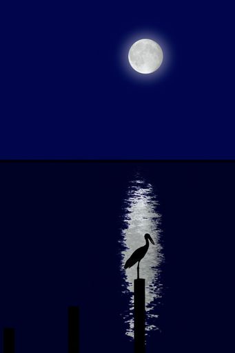 A vertical shot of a bird perched on a wooden post on the lakeshore under the full moon