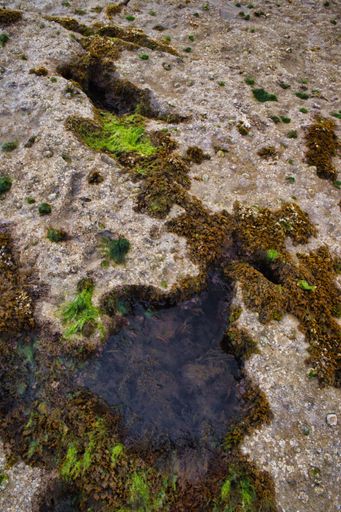 A vertical shot of rock with moss and water in the holes