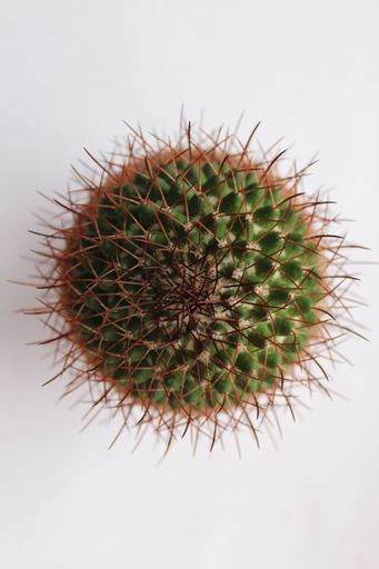 A top view shot of a cactus on a white background