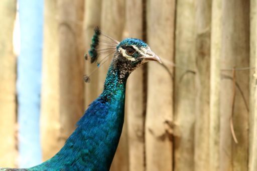 A closeup shot of a peafowl