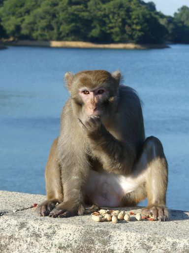 A vertical shot of an eating macaque on a concrete surface in the port of Hong Kong