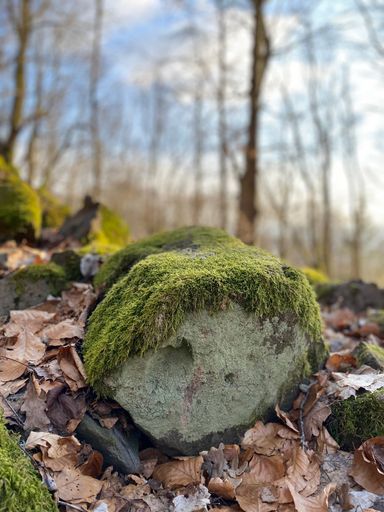 A vertical shot of green moss on top of a rock  in the forest ground