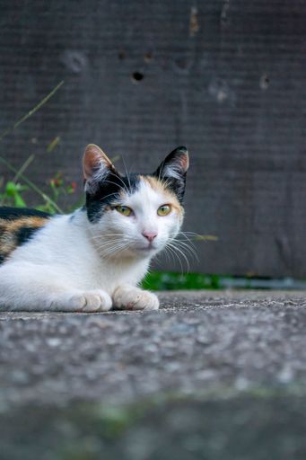 A closeup of a black and white cat laying and looking at the camera