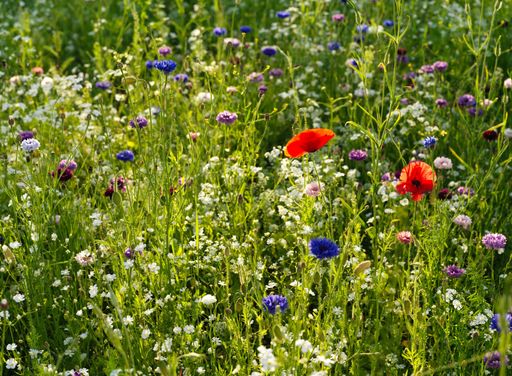 A beautiful scenery of a field with different wildflowers