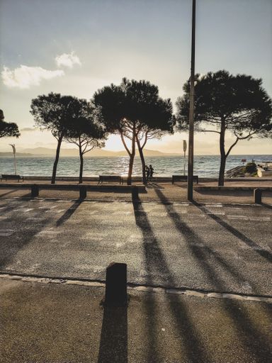A vertical shot of beautiful trees near the water in summer