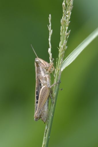 A vertical shot of a grasshopper sitting on the grass on a blurred background