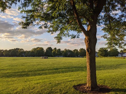 A beautiful view of a green field with trees on a sunny day