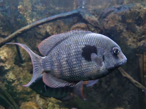 A closeup of a Paretroplus menarambo, cichlidae fish
