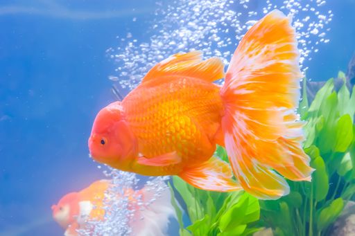A closeup of a goldfish in the water, in the cabinet