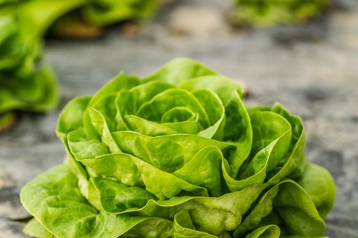 A closeup shot of a young spring organic lettuce planted in a greenhouse