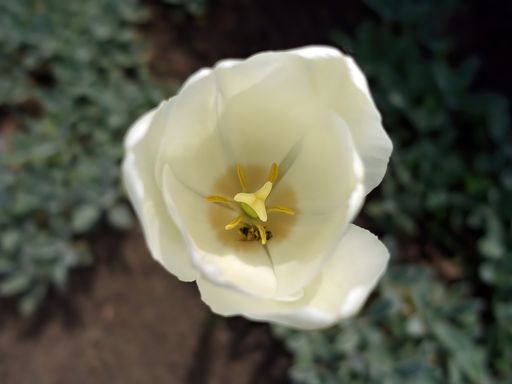 A Closeup top view of stamens inside the white tulip in garden on blurred background