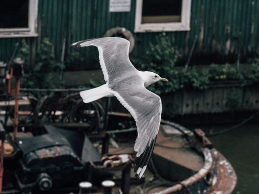 A seagull flies near some boats