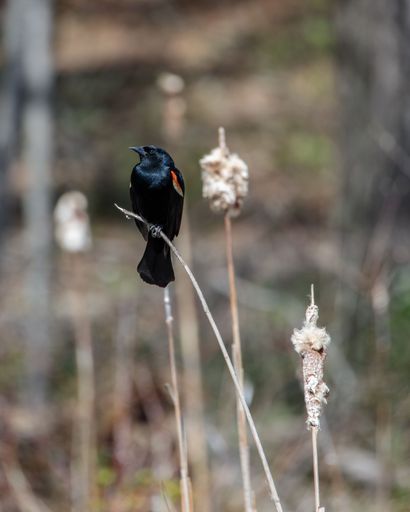 A vertical shot of a red-winged blackbird perched on a twig