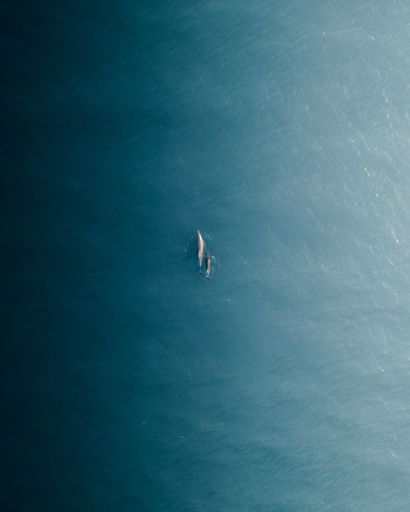An aerial top view of two dolphins swimming in the middle of an ocean