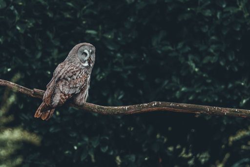 A great grey owl perched on a tree log in a forest
