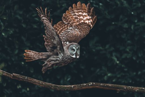 A great grey owl flying with trees on a blurred background