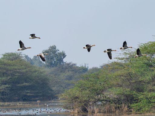 A flock of greylag geese flying over a lake