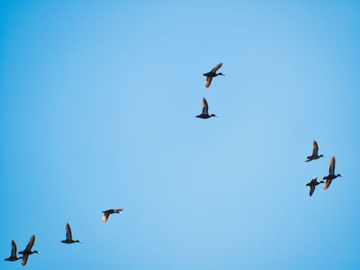 A low-angle shot of migrating ducks against a clear blue sky