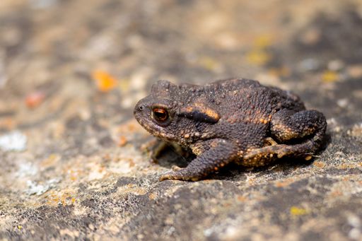 A closeup of a common toad (Bufo spinosus) on a stone Bufo bufo small