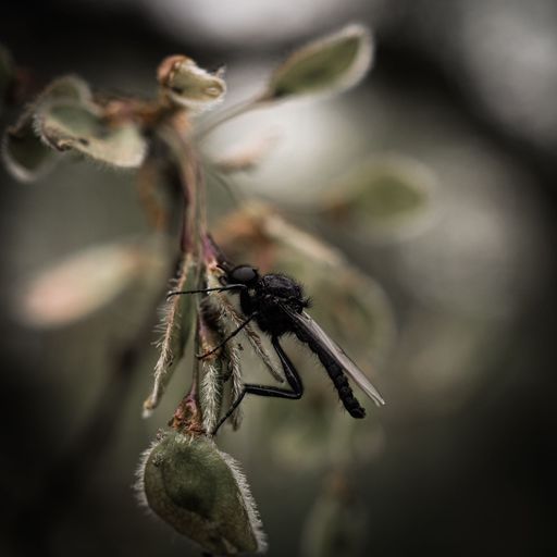 An insect on a plant in the garden