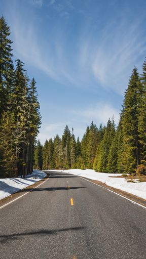 A vertical shot of a road with high trees in Washington, United States