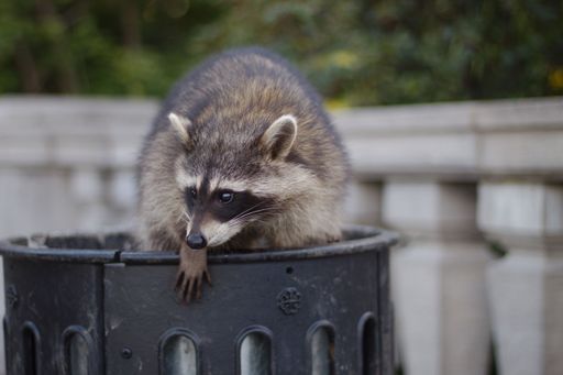 A raccoon coming out of a trash can in Montreal's Mont-Royal