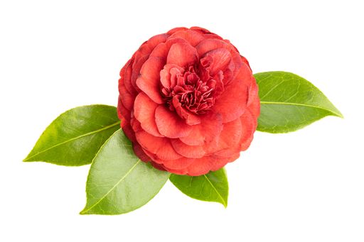 Red camellia flower with leaves isolated on white background. Camellia japonica