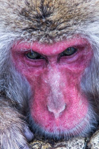 A Japanese macaque looking sad and while biting a rock
