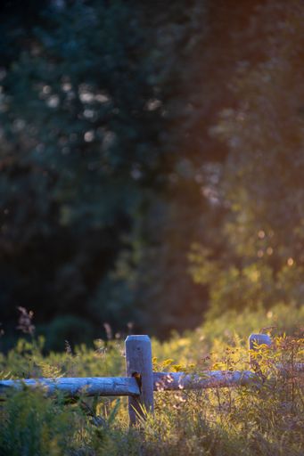 A vertical shot of a white wooden fence and high grass in the field in the background of dense trees