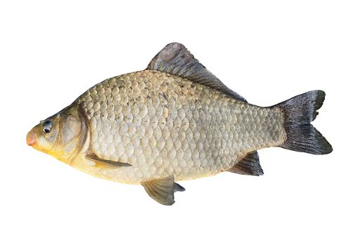 A closeup shot of a Carp fish isolated on a white background