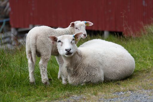 A closeup shot of a mother sheep with its baby