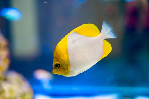 A closeup shot of small fish in the aquarium