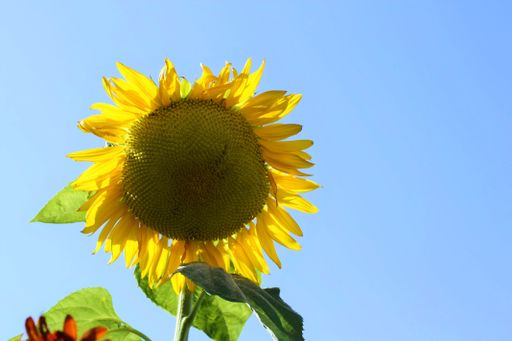 A closeup shot of a yellow sunflower during daytime
