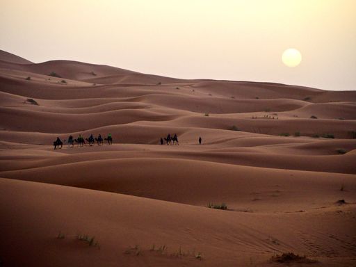 horizontal view of a camel walk group tour in the sahara desert at sunrise